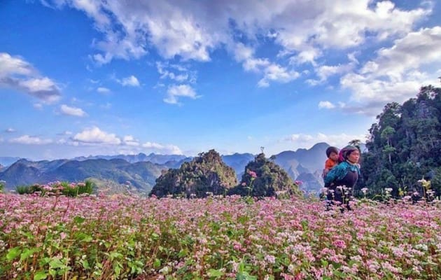 hoa tam giác mạch