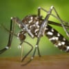 tiger-mosquito-blog