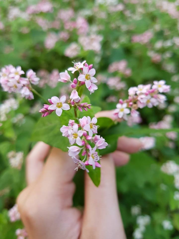 Hoa tam giác mạch Hà GIang