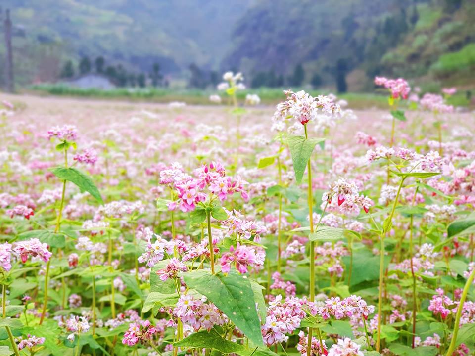 Hoa tam giác mạch Hà Giang
