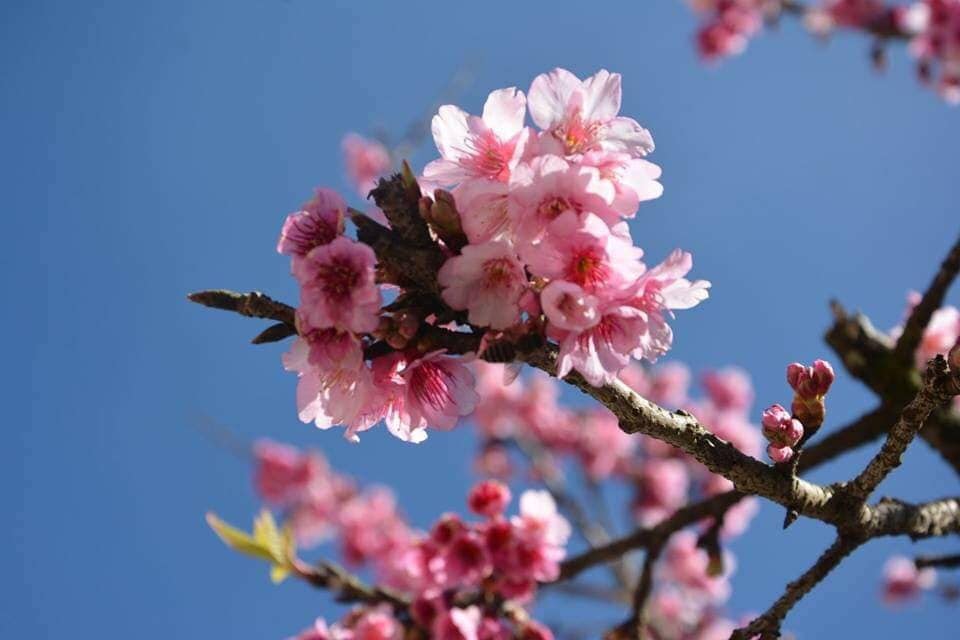 Tết này đi đâu
