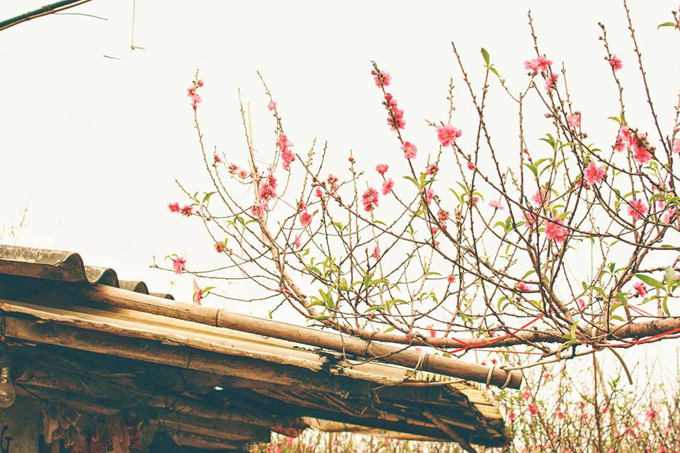 Tết dương nên đi đâu chơi