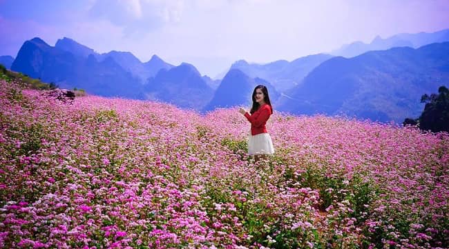 Hoa tam giác mạch Hà Giang