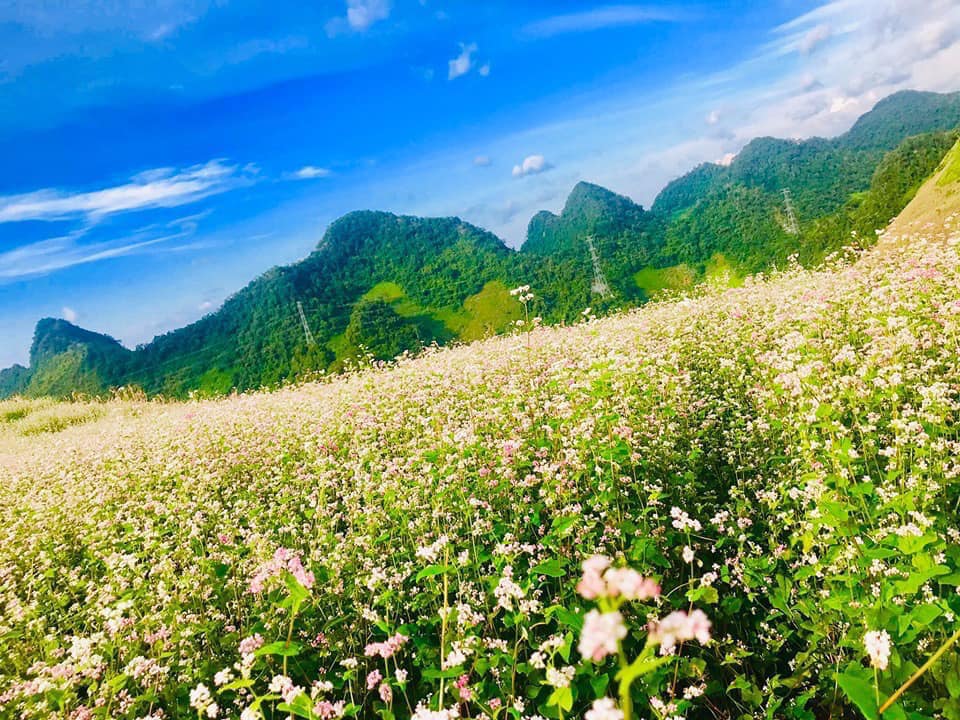 Hoa tam giác mạch Hà Giang