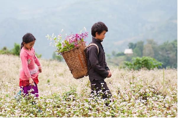 Hoa tam giác mạch Hà Giang